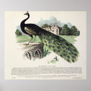 Peacock Poster