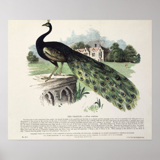 Peacock Poster (Voorkant)