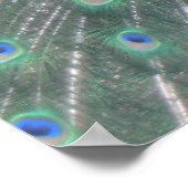 Peacock Poster (Hoek)