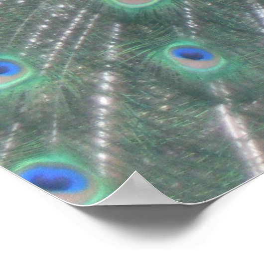 Peacock Poster (Hoek)