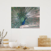 Peacock Poster (Keuken)