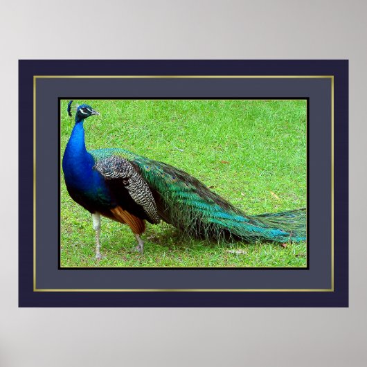 Peacock Poster (Voorkant)