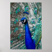 Peacock Poster (Voorkant)