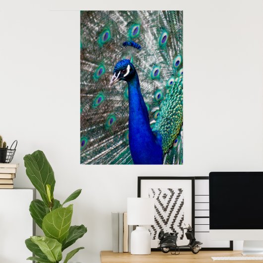 Peacock Poster (Thuiskantoor)