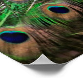 Peacock Poster (Hoek)
