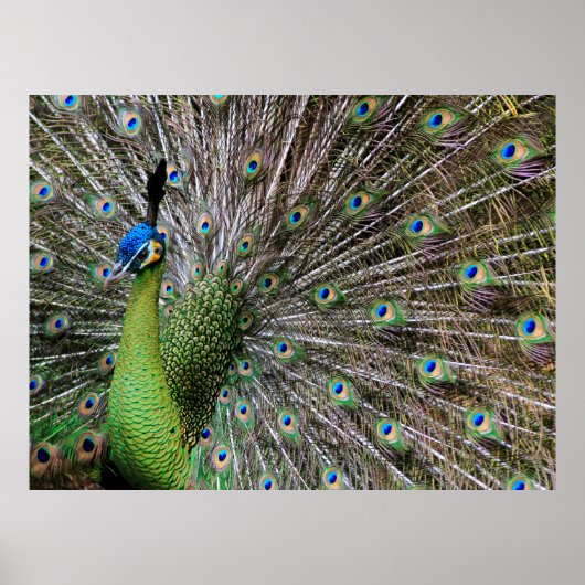 Peacock Poster (Voorkant)