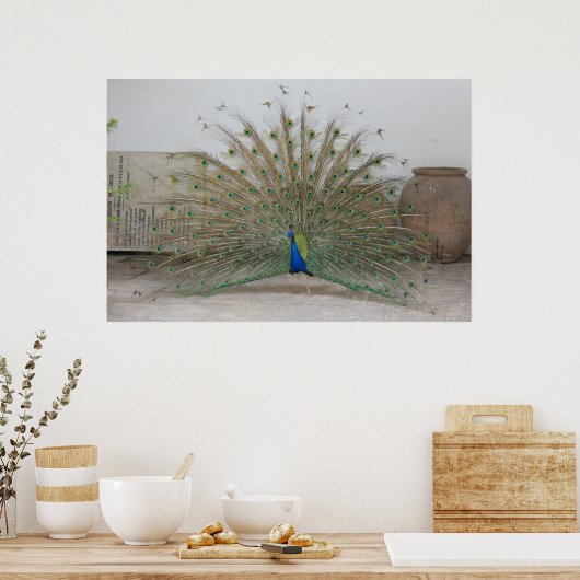 Peacock Poster (Keuken)