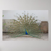 Peacock Poster (Voorkant)