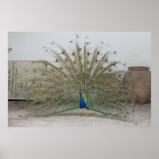 Peacock Poster (Voorkant)