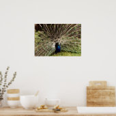 Peacock Poster (Keuken)