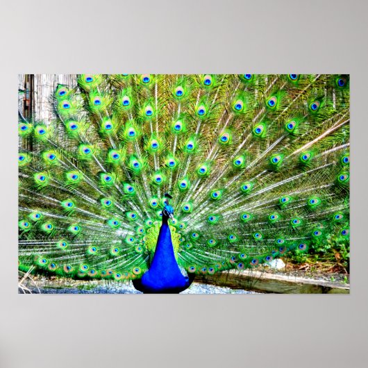 Peacock Poster (Voorkant)