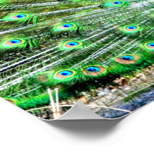 Peacock Poster (Hoek)