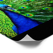 Peacock Poster (Hoek)