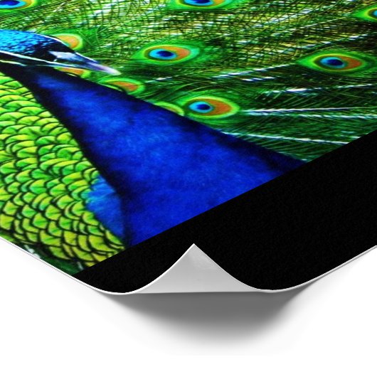 Peacock Poster (Hoek)