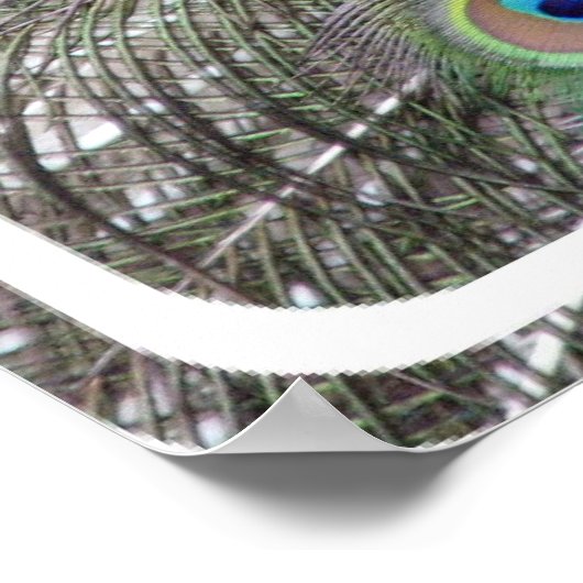 Peacock Poster afdrukken (Hoek)