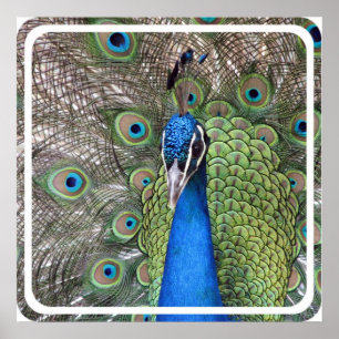 Peacock Poster afdrukken