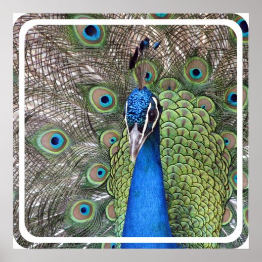 Peacock Poster afdrukken (Voorkant)