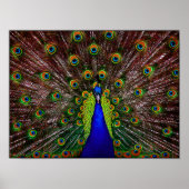 Peacock Poster afdrukken (Voorkant)