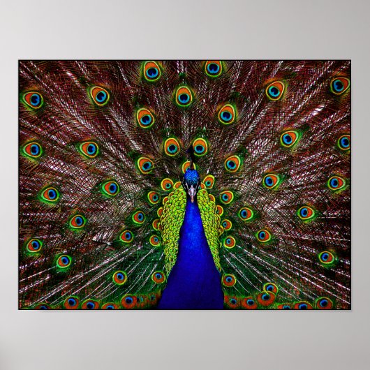 Peacock Poster afdrukken (Voorkant)