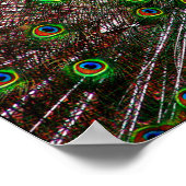 Peacock Poster afdrukken (Hoek)