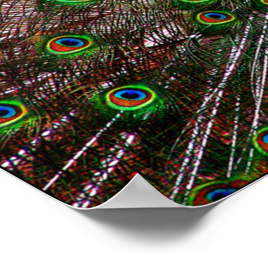 Peacock Poster afdrukken (Hoek)