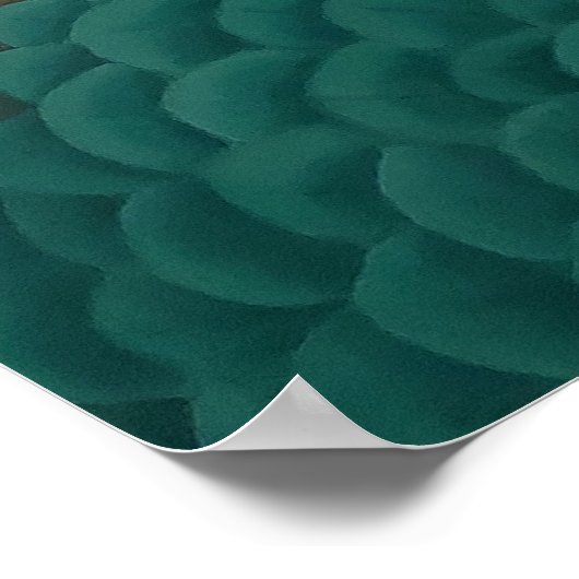 Peacock-Poster Poster (Hoek)