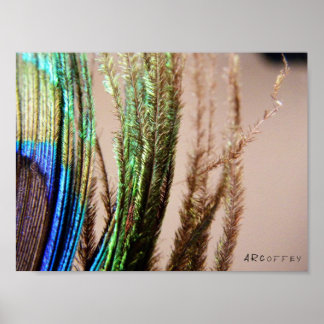 Peacock-Poster Poster