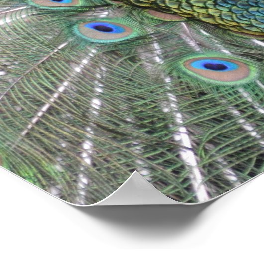 Peacock-Poster Poster (Hoek)