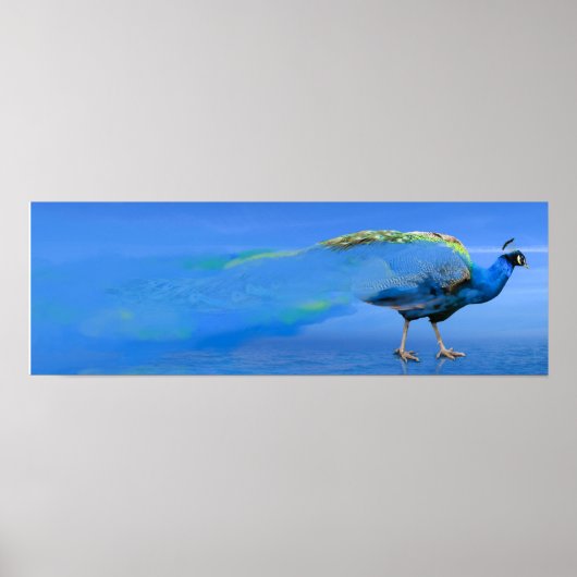 Peacock-Poster Poster (Voorkant)
