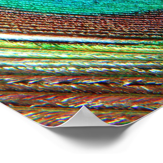 Peacock-Poster Poster (Hoek)