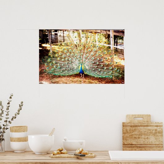 Peacock-Poster Poster (Keuken)