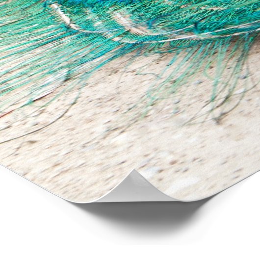 Peacock-Poster Poster (Hoek)