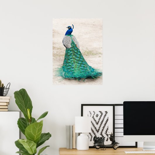 Peacock-Poster Poster (Thuiskantoor)