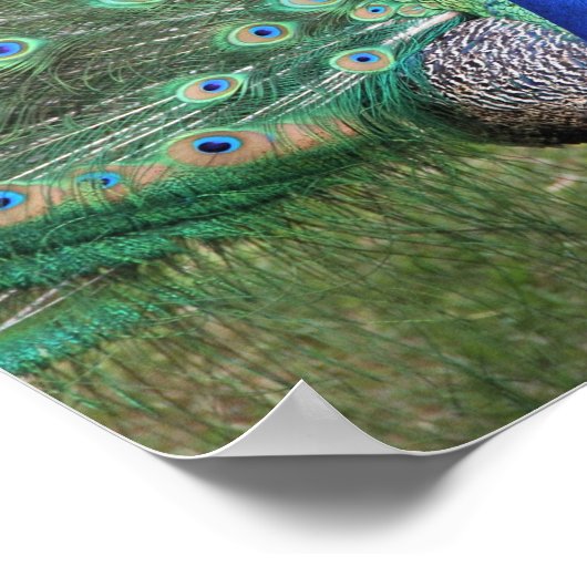 Peacock-poster Poster (Hoek)