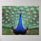 Peacock-poster Poster (Voorkant)