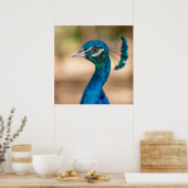 Peacock-Poster Poster (Keuken)