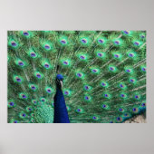Peacock-Poster Poster (Voorkant)
