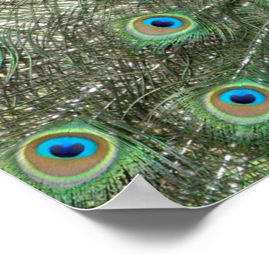 Peacock-Poster Poster (Hoek)