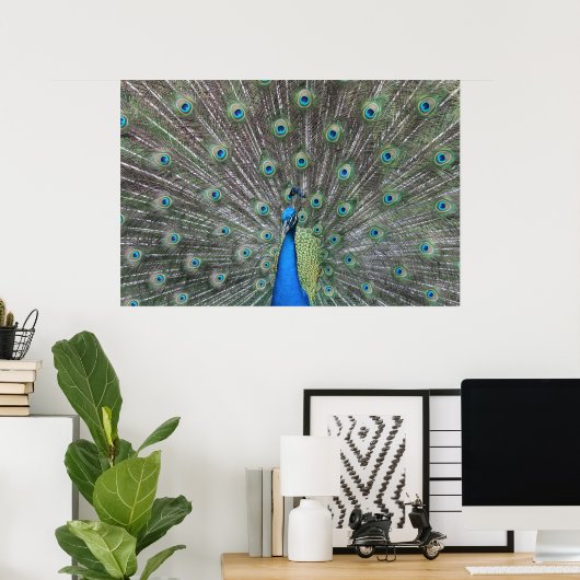 Peacock-Poster Poster (Thuiskantoor)
