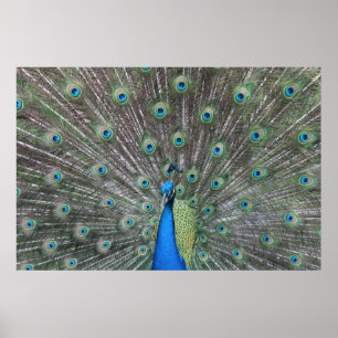 Peacock-Poster Poster