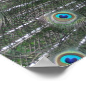 Peacock-Poster Poster (Hoek)