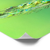 Peacock-Poster Poster (Hoek)