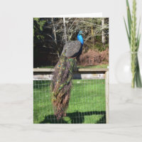 Peacock Preening op het hek