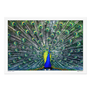PEACOCK PRIDE FOTO AFDRUK