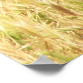 Peacock Print (Hoek)