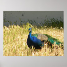 Peacock Print