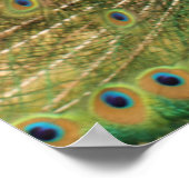 Peacock Print (Hoek)