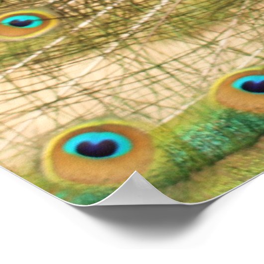Peacock Print (Hoek)
