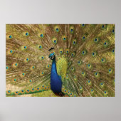 Peacock Print (Voorkant)