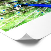 Peacock Print (Hoek)